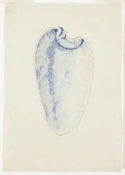 Overview of Lavender Elongated Shell