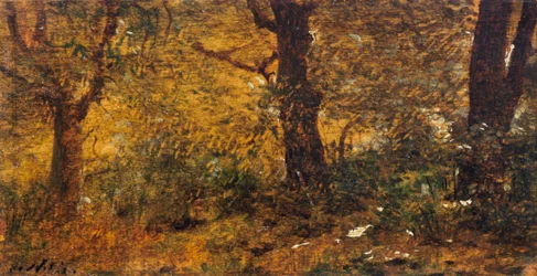 Study of Wood