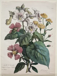 Martynia or Unicorn Plant