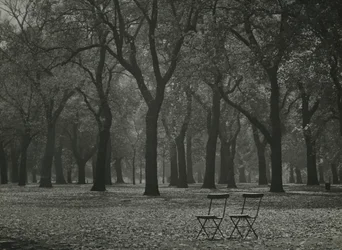 Autumn trees in Hyde Park, London