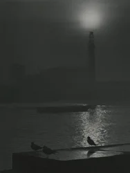 Seagulls Silhouettes at Dusk near the River Thames