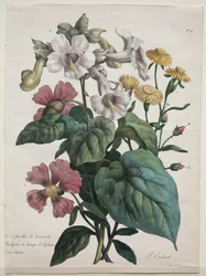Course of Natural History, Containing the Main Species of the Animal Kingdom