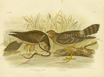 Allied Harrier or Spotted Harrier