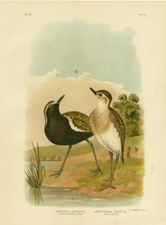 Australian Golden Plover Or Pacific Golden-Plover, 1891