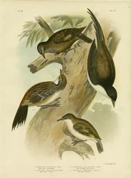 Black-Tailed Treecreeper, 1891
