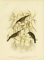 Black Honeyeater