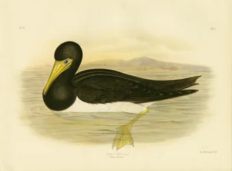Brown Gannet