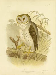 Delicate Owl