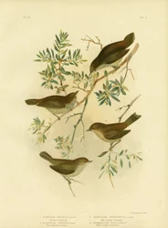 Inland Thornbill Or Broad-Tailed Thornbill