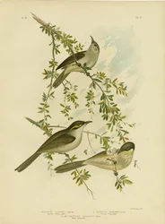 Lewin Honeyeater