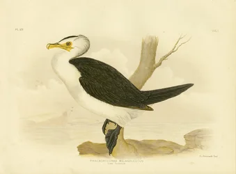 Little Cormorant, 1891