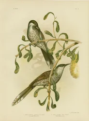 Lumulated Wattlebird or Little Wattlebird, 1891