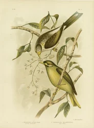 Luteous Honeyeater or Yellow-Throated Miner, 1891