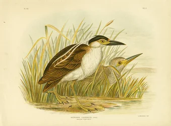 Nankean Night Heron or Nankeen Night Heron, 1891