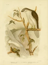 New Holland Goshawk, 1891