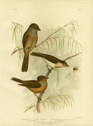 Olivaceous Thickhead Or Olive Whistler, 1891