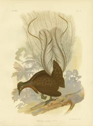 Prince Albert