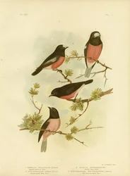 Scarlet-Breasted Robin or Pacific Robin, 1891