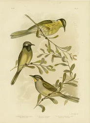 Varied Honeyeater, 1891