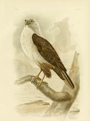 White-Breasted Sea Eagle, 1891