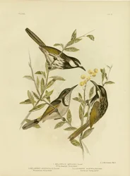 White-Cheeked Honeyeater