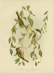 White-Throated Honeyeater, 1891