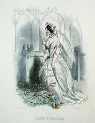 The Orange Blossom, from 