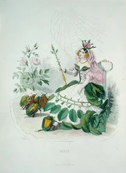 The Rose (Rosa Centifolia) the Queen of the Flowers, from 