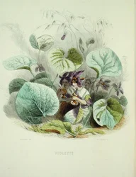 The Violet, from 
