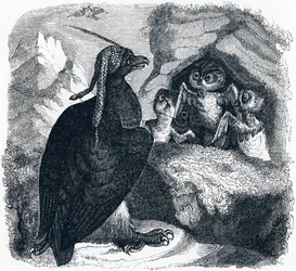 The Eagle and the Owl, illustration from 