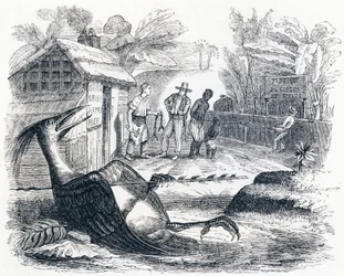 The Bird Hurt by an Arrow - Fables by La Fontaine