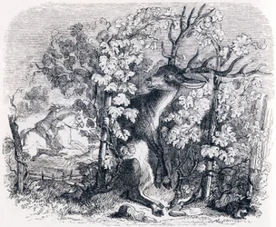 The Deer and the Vine - Fables by La Fontaine