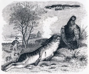 The Hare and the Partridge - Fables by La Fontaine
