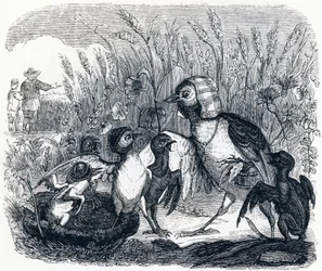 The Lark and Its Young, with the Master of a Field - Fables by La Fontaine