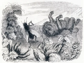 The Lion and the Midst - Fables by La Fontaine