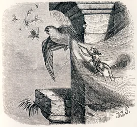 The Spider and the Swallow - Fables by La Fontaine