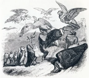The vultures and the pigeons - Fables by La Fontaine