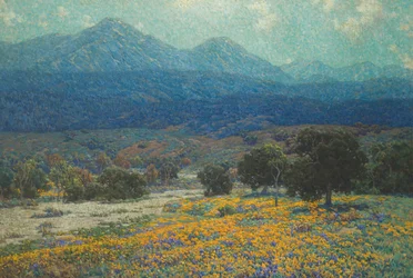 California Poppy Field