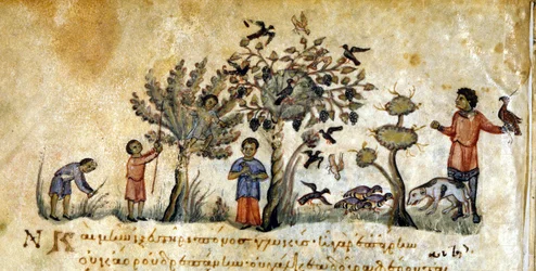 Hunting with Falcons to Capture Birds