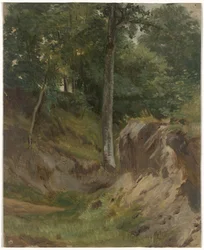Dry Stream in the Forest