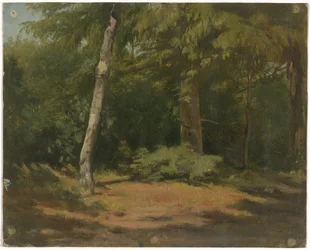 Clearing in the Forest