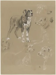 Studies of a Dog
