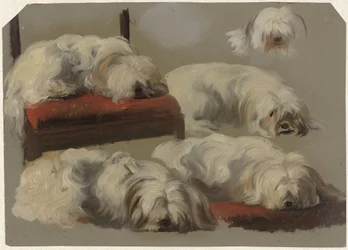 Studies of a White Lapdog