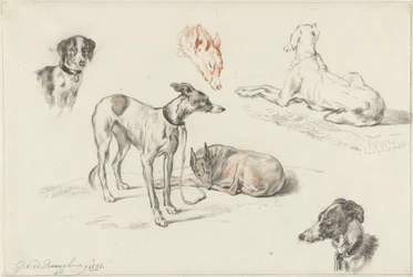 Studies of Dogs