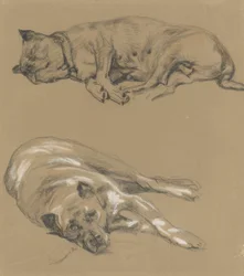 Two Studies of a Lying Dog