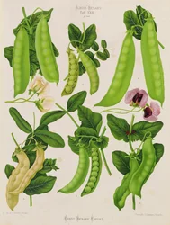 Peas: Tab. XXIII, from 