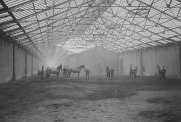 Horses and Grooms in the Tan Gallop, Welbeck Estate