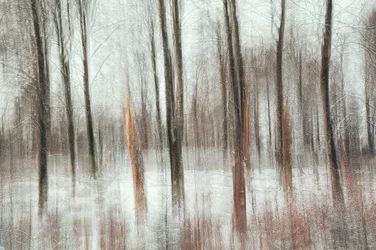 Abstract Winter Forest