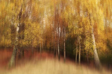 Dreamy Autumn Birches
