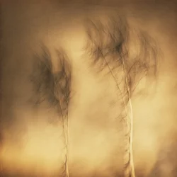Dreamy Swaying Trees